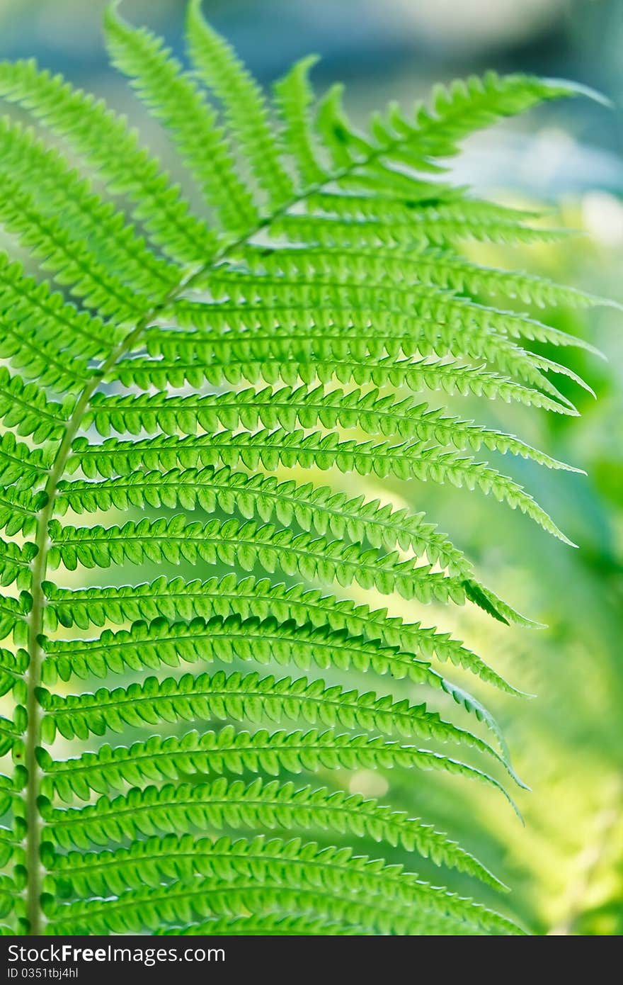 Green Leaves Of Wild Young Fern For Background