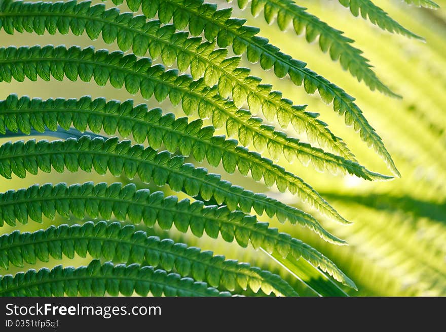 Green leaves of wild young fern for background