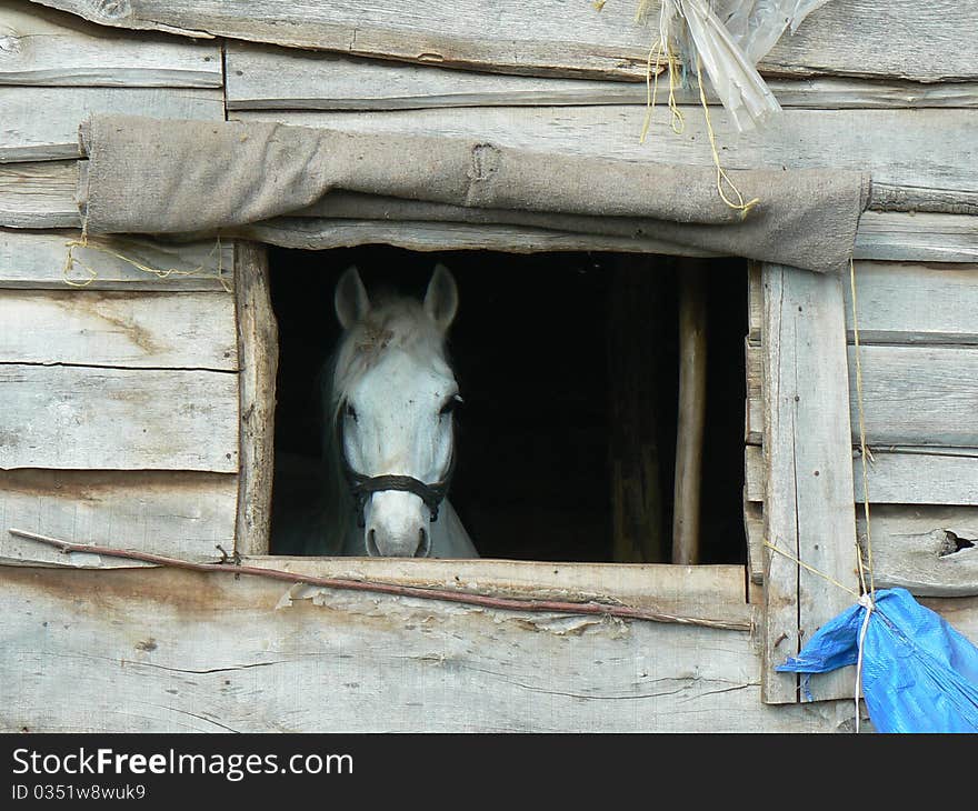 Horse is looking out of its stables