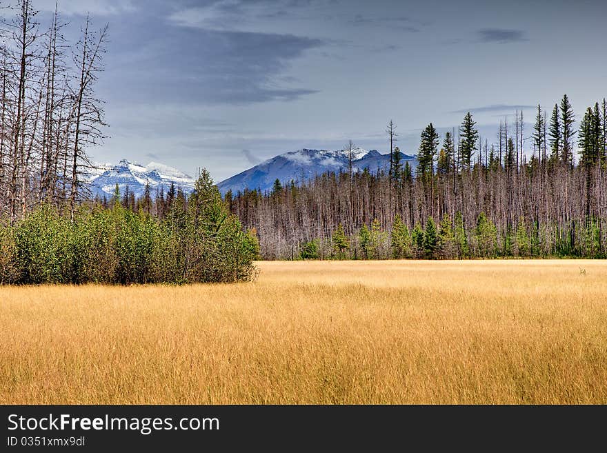 Golden Meadow in Glacier National Park. New growth reclaiming burned area. Golden Meadow in Glacier National Park. New growth reclaiming burned area