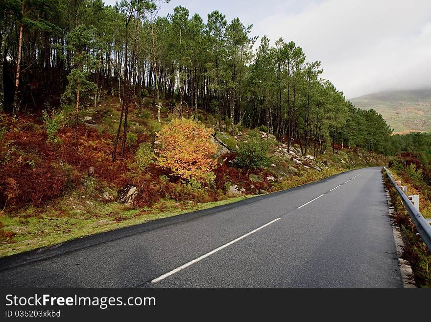 The road through the autumnal park. Yellow trees. The road through the autumnal park. Yellow trees.