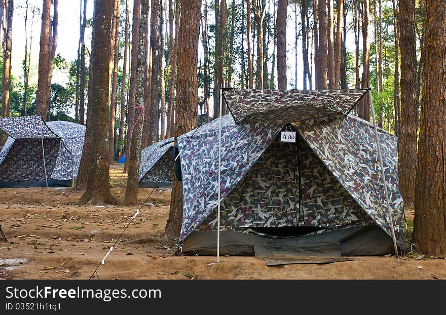 Tent  In The Forest