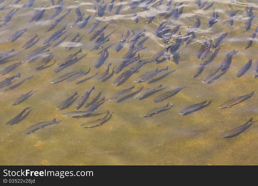 Rainbow trout fish in the fresh water