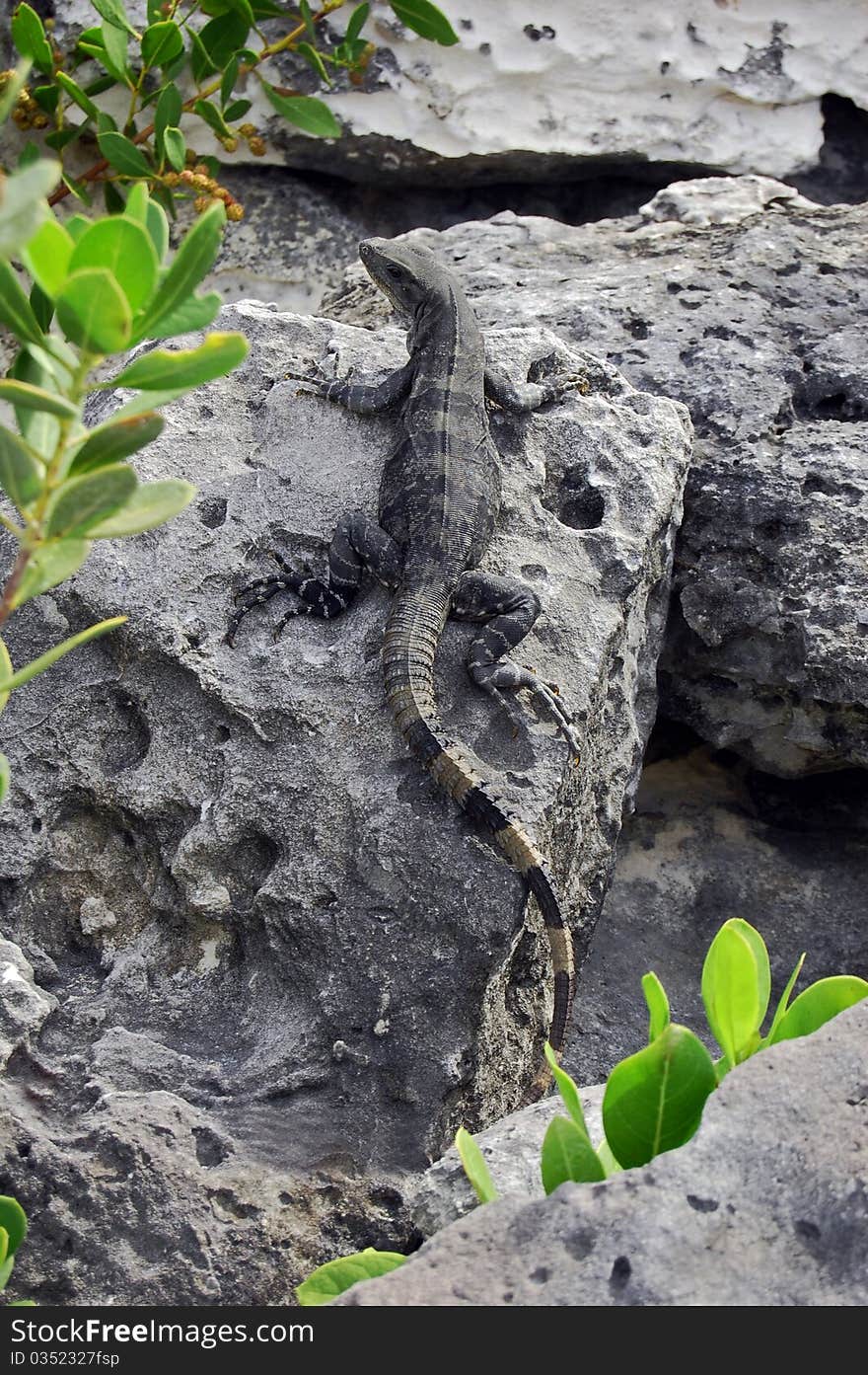 Tropical Beach Lizard