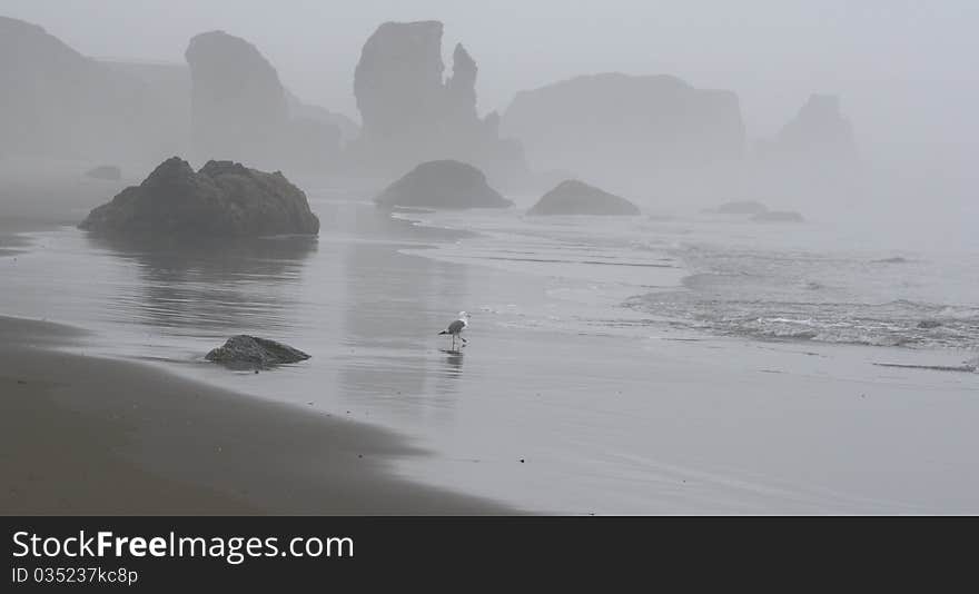 Lonely gull