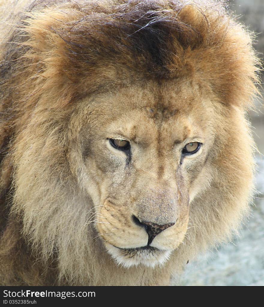 African Lion looking very thoughtful