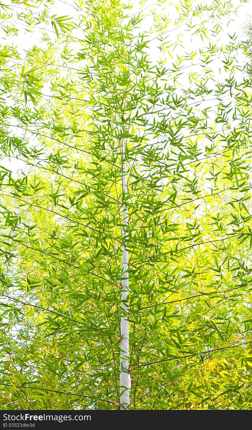 Bamboo leaves and branch for background