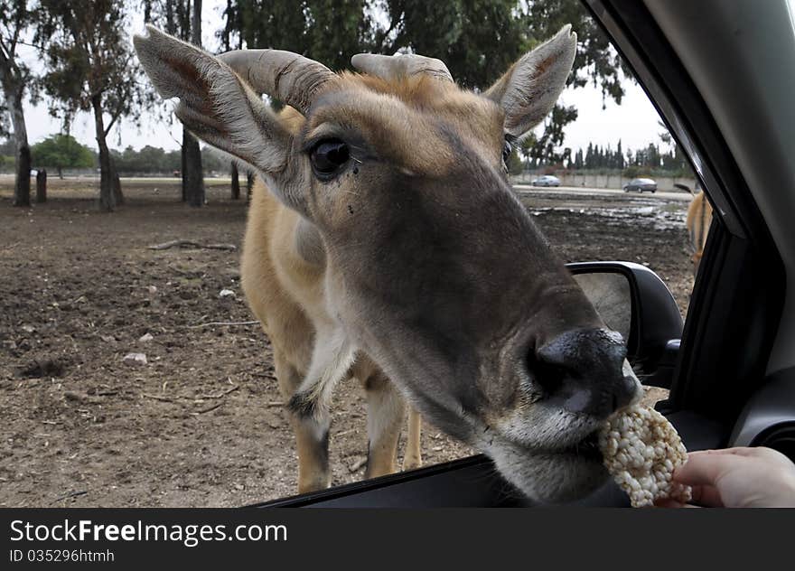 Antelope in a zoo safari in Israel