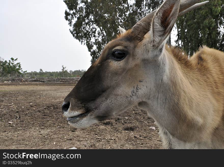 Antelope in a zoo safari in Israel