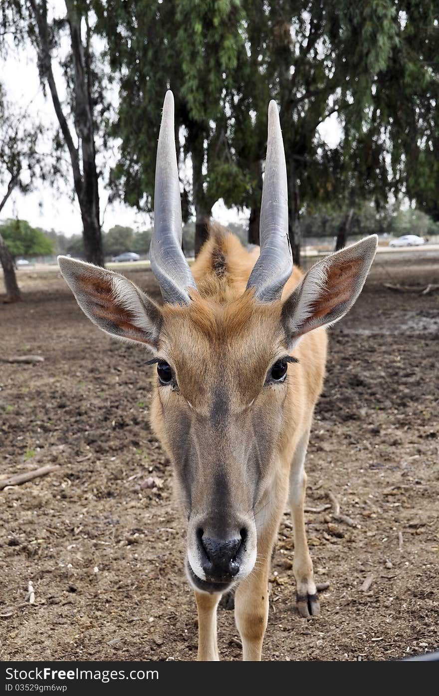 Antelope in a zoo safari in Israel