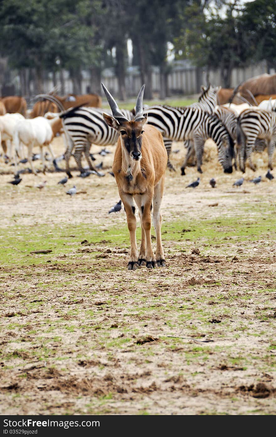 Antelope in a zoo safari in Israel