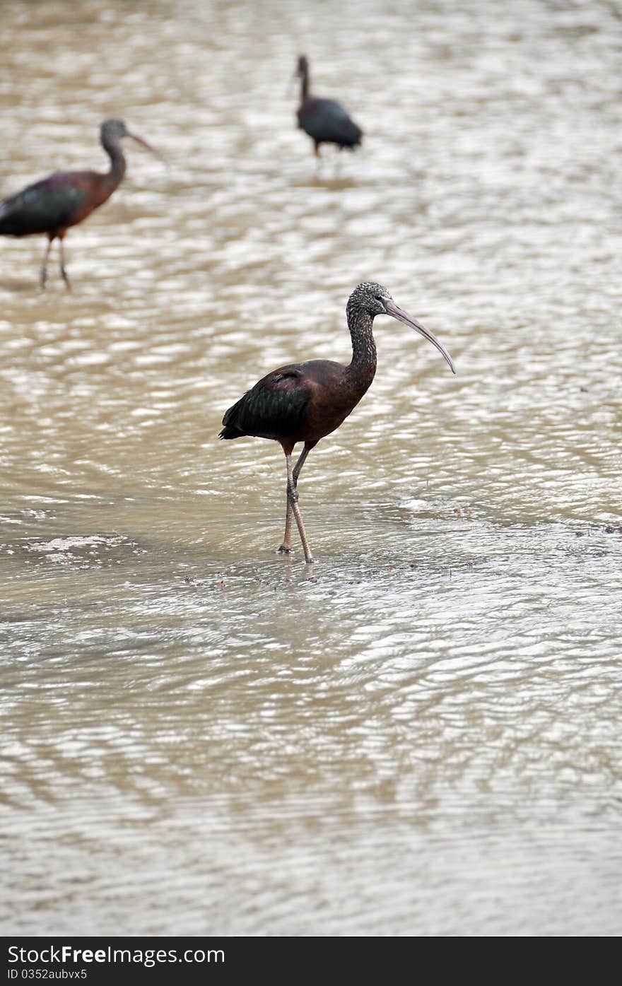 Birds on the lake in a zoo safari in Israel