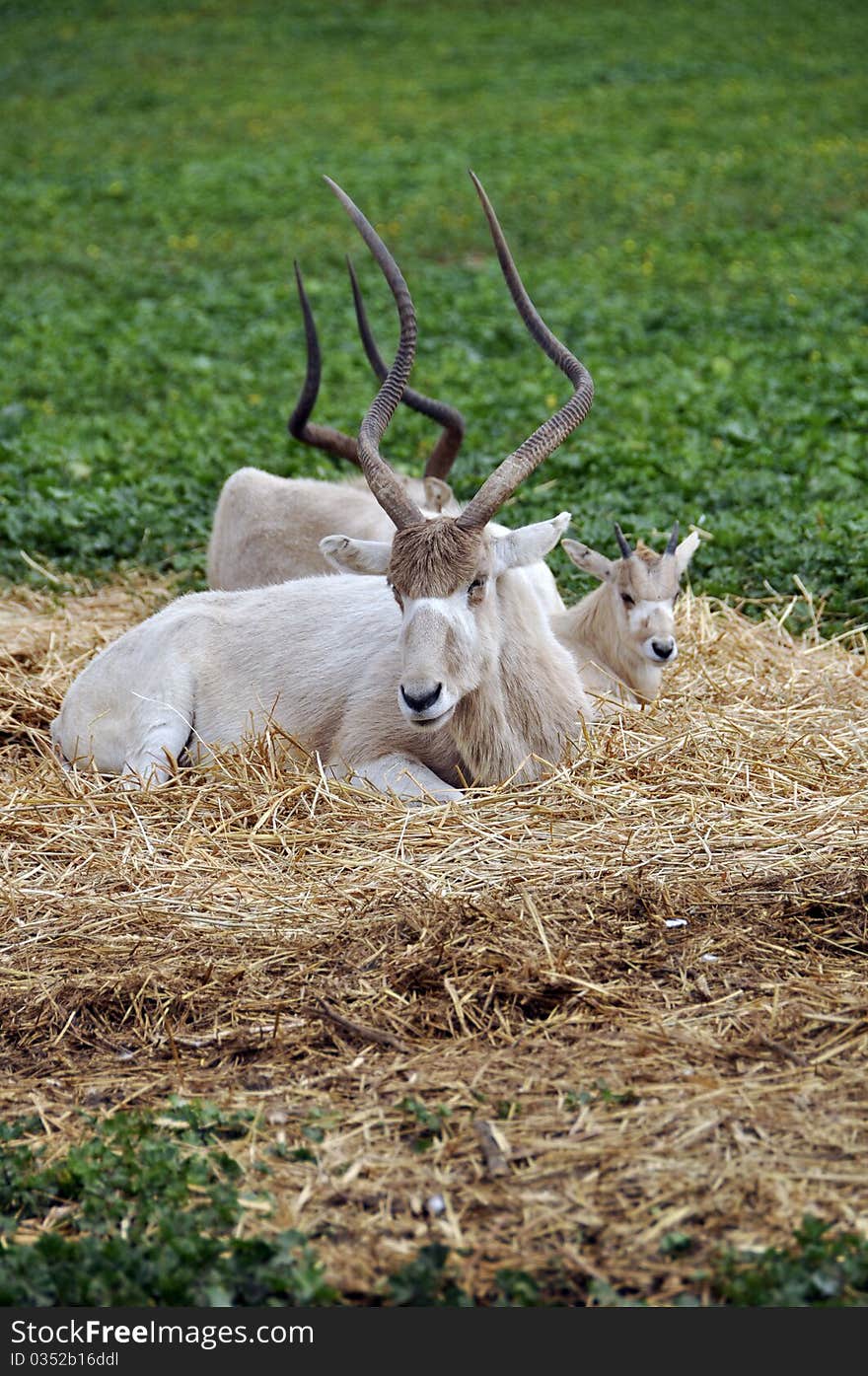 Antelope in a zoo safari in Israel