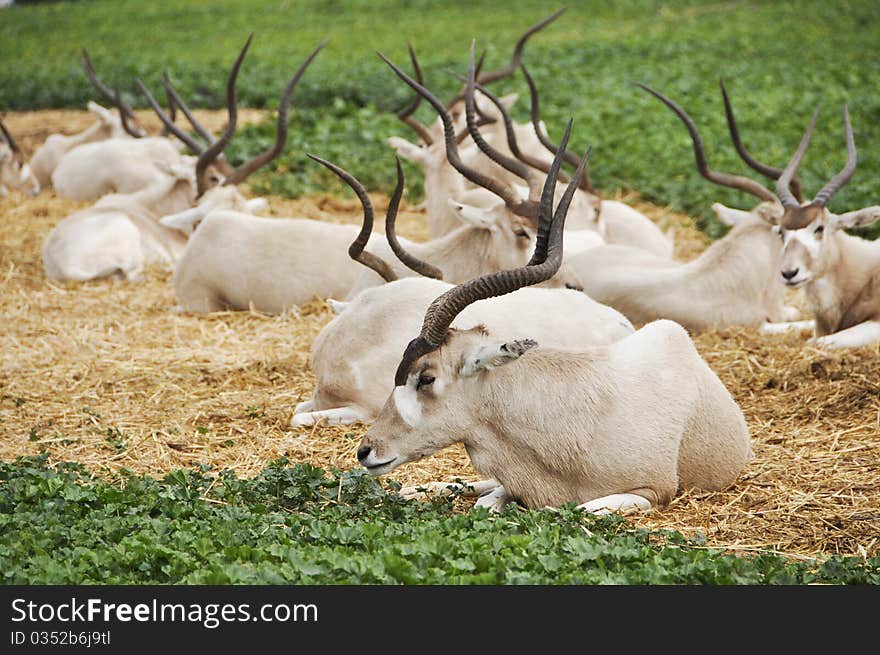 Antelope in a zoo safari in Israel