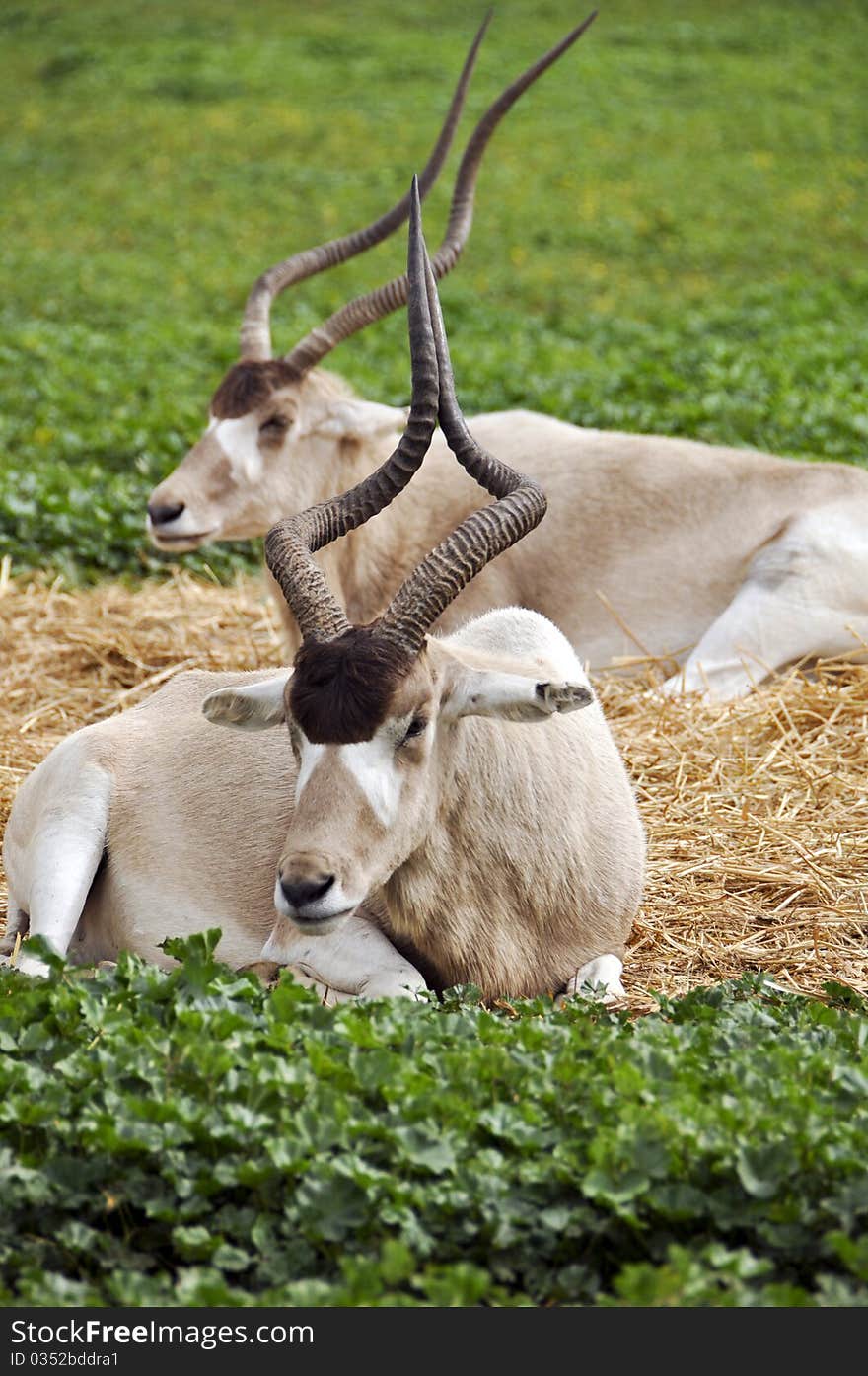 Antelope in a zoo safari in Israel