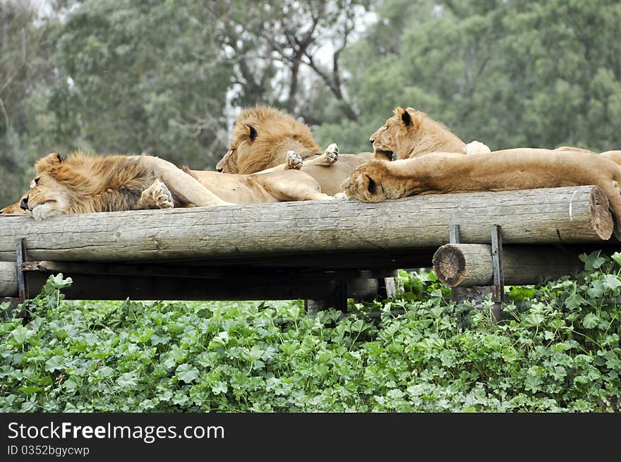 Lions resting in a zoo safari in Israel