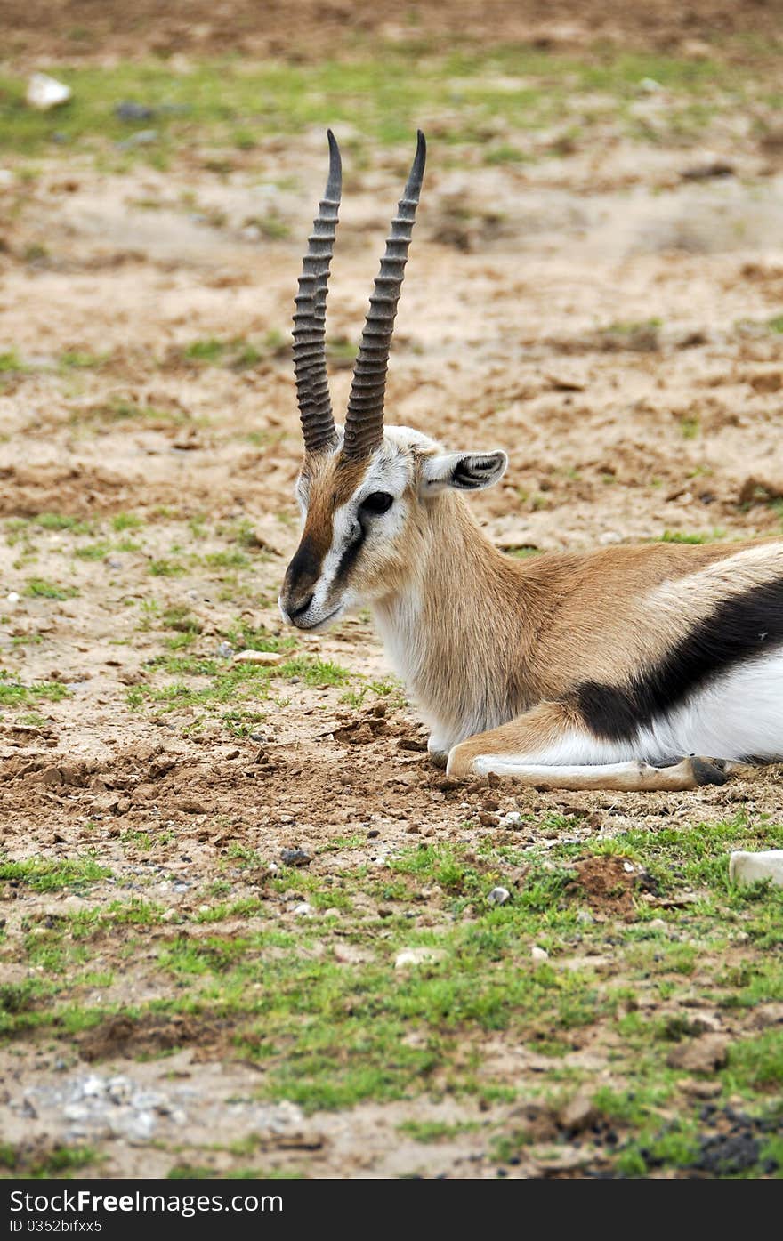 Antelope in a zoo safari in Israel