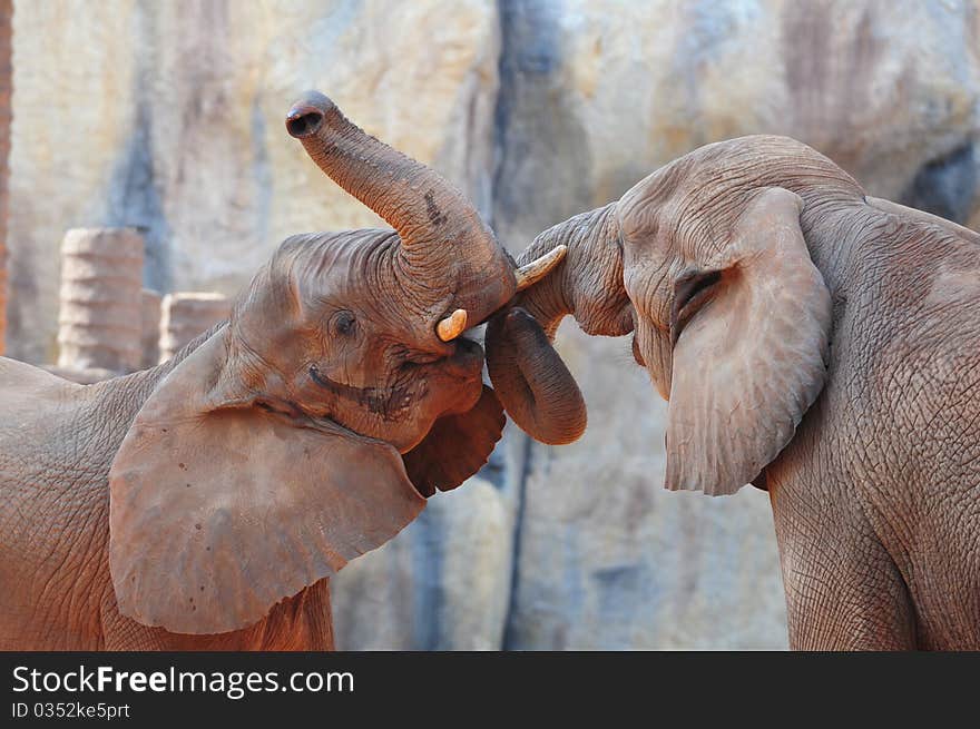 Two African Elephants in action. Two African Elephants in action