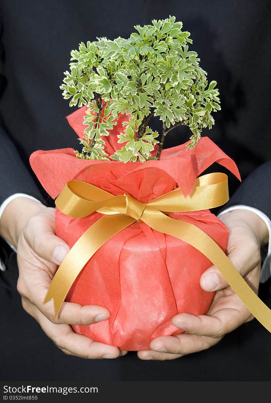 Businessman hold the tree in hands, In concept, return gift to the earth.