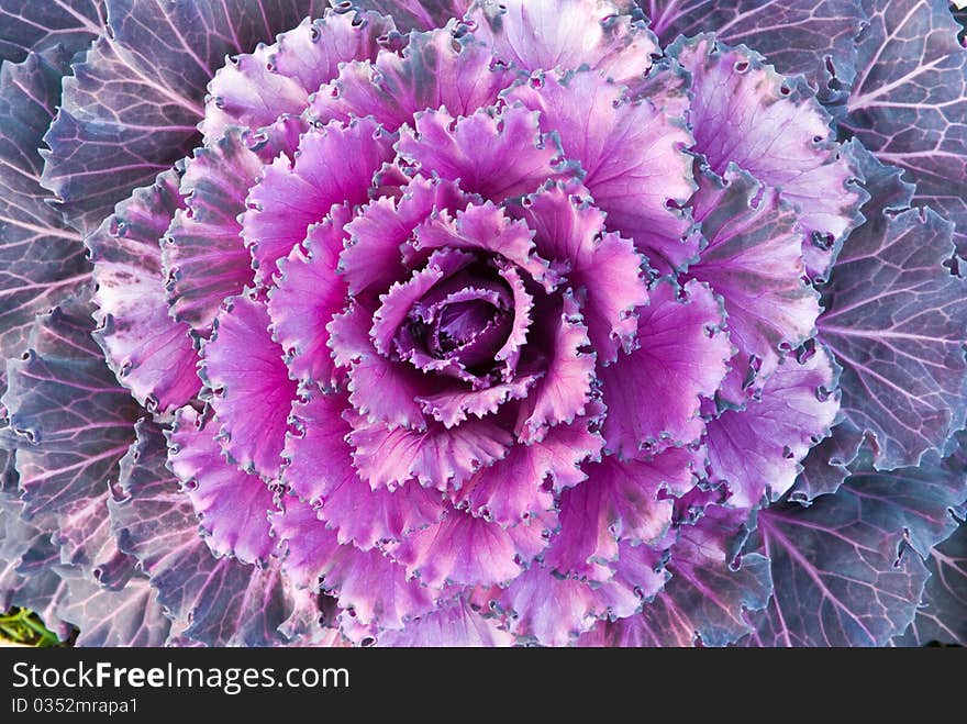 Red decorative cabbage in garden