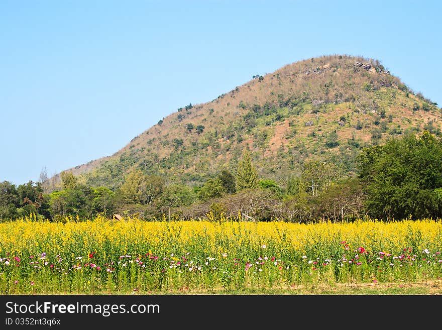 Colorful mountain view with flower garden in the front