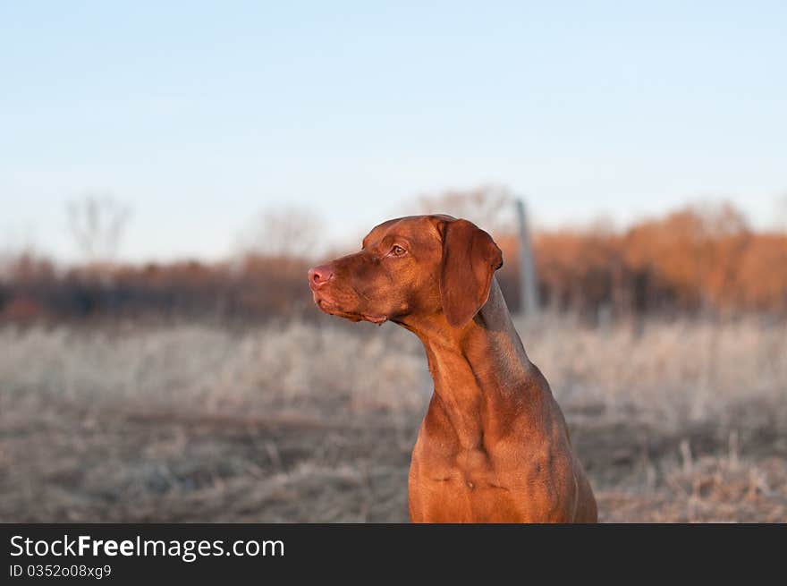 A portrait of a sitting Vizsla dog in a field the spring. A portrait of a sitting Vizsla dog in a field the spring.