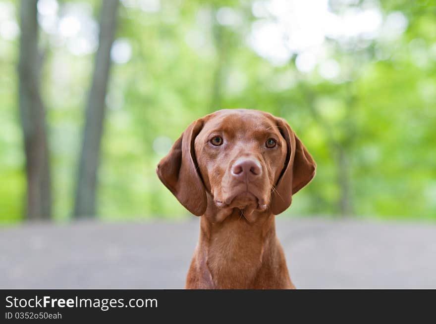 Vizsla Dog (Hungarian Pointer) Portrait