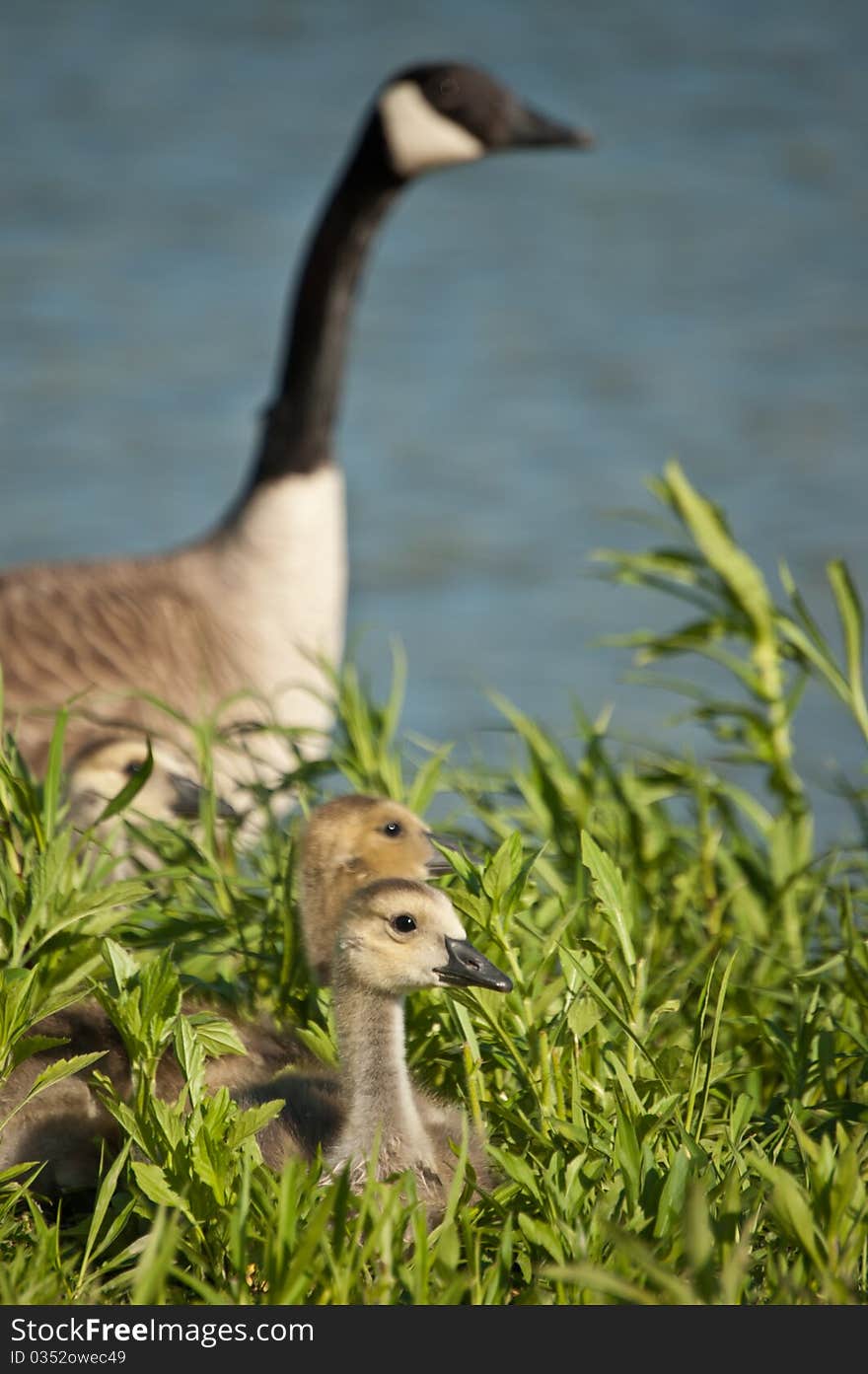 Canada Goslings with Goose