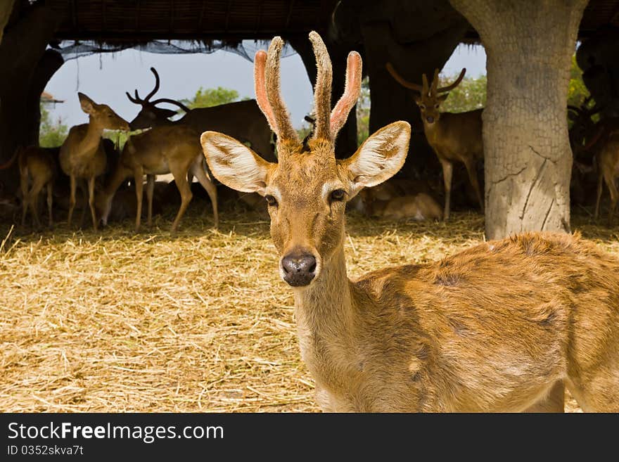 A deer is standing of the team. A deer is standing of the team.