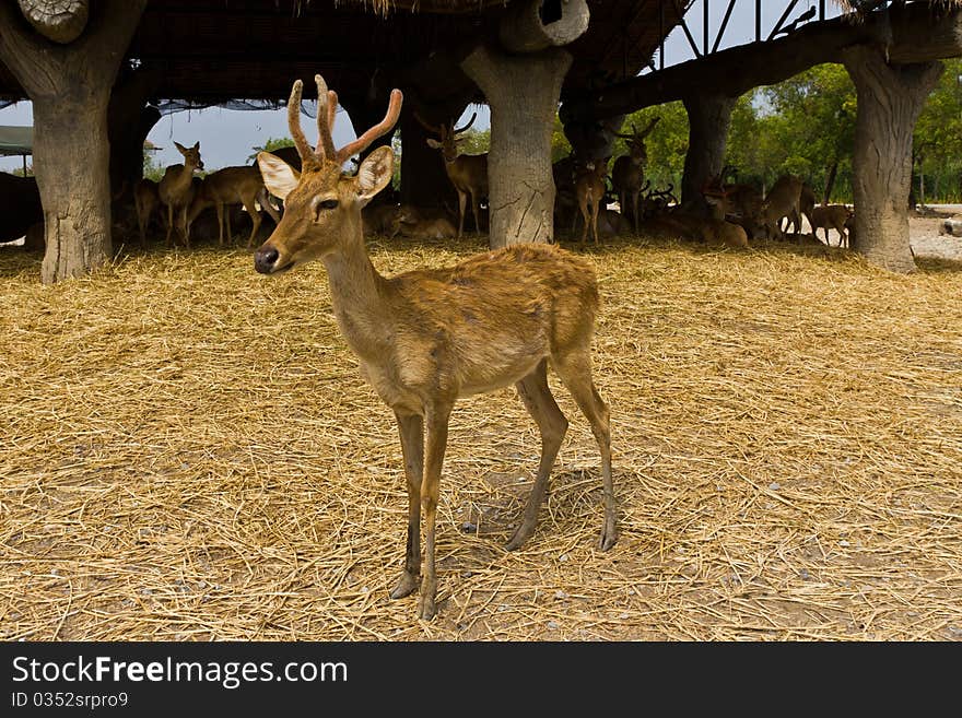 A deer is standing of the team. A deer is standing of the team.