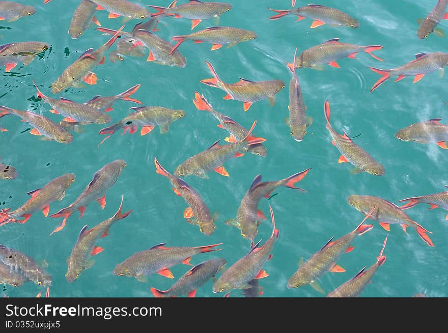 Pattern of school of red tail fish in green lake.