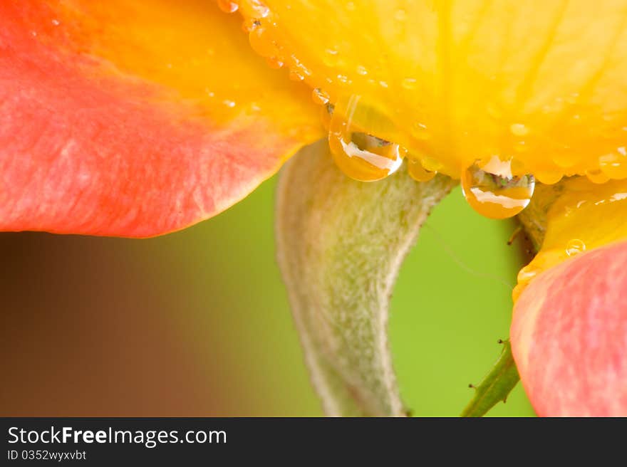 Close up of a pink and yellow rose, with water drops hanging from the bottom. Close up of a pink and yellow rose, with water drops hanging from the bottom.