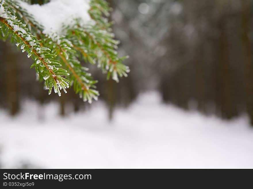 Winter in Forest