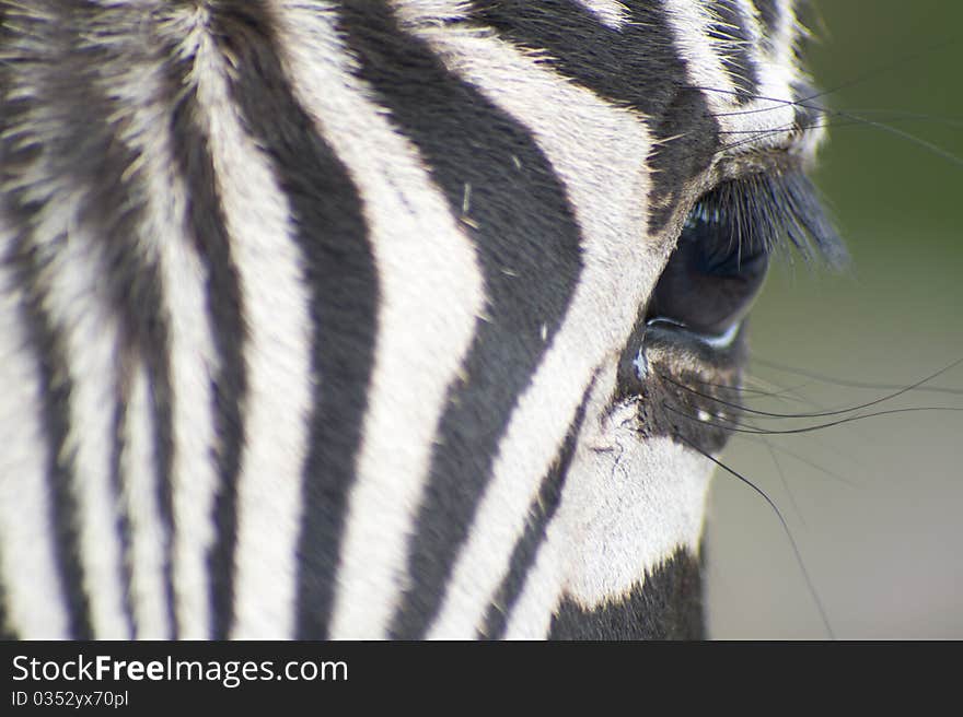 Zebra Close Up