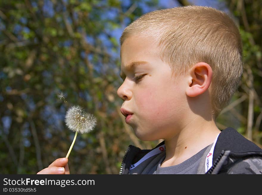 Six year old boy blowing a dandelion