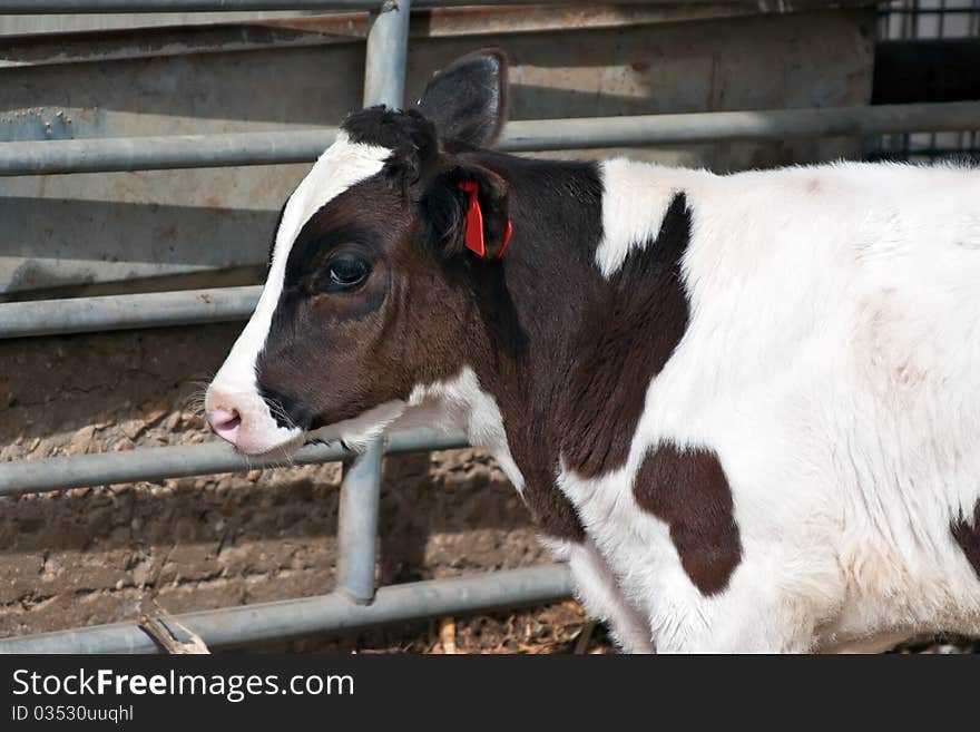 Brown and white cow