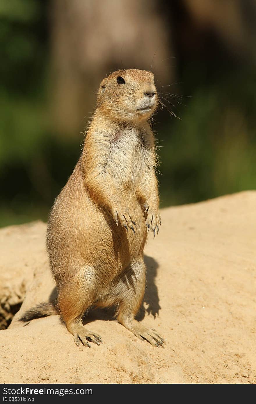 Animals: Prairie dog standing upright. Animals: Prairie dog standing upright