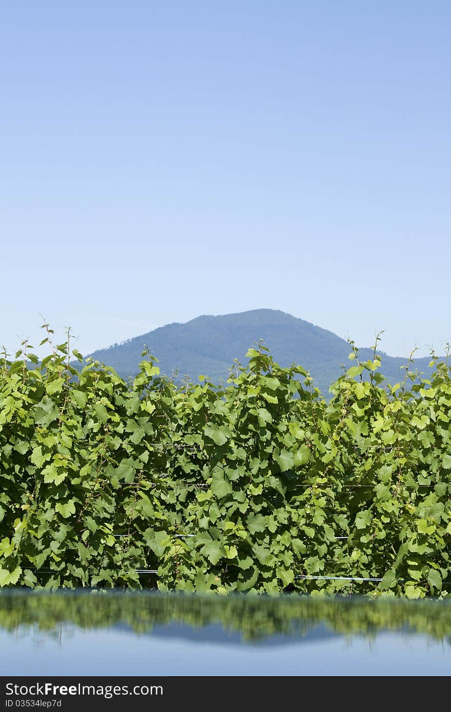 Vineyard, From Alsace. France.