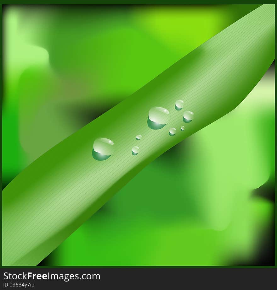 Fresh Drops of water on green grass