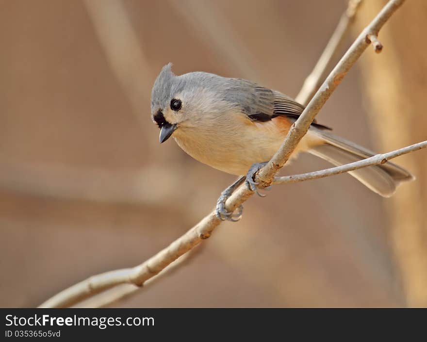 Tufted Titmouse, Baeolophus bicolor