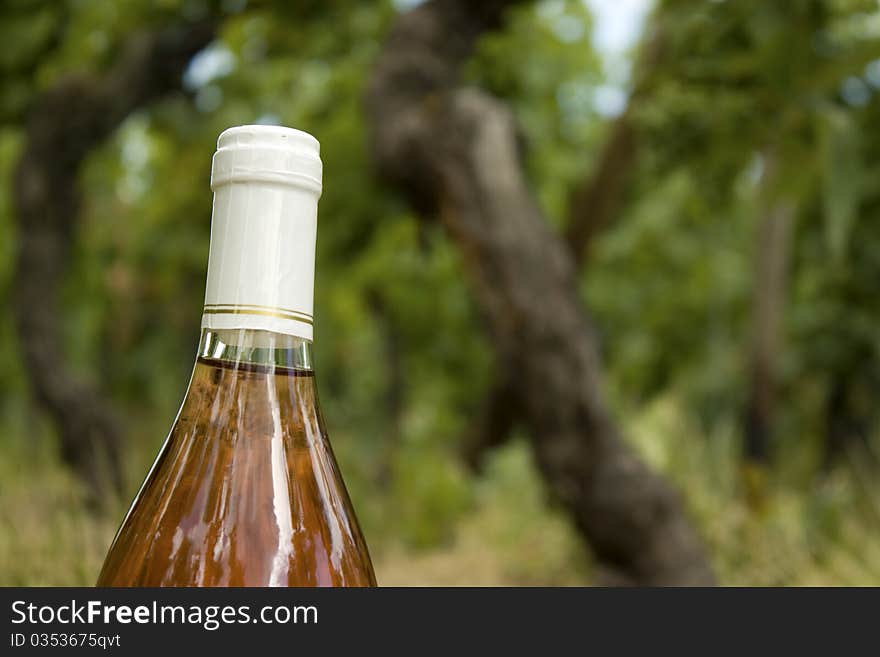 Wine bottle, in a vineyard.