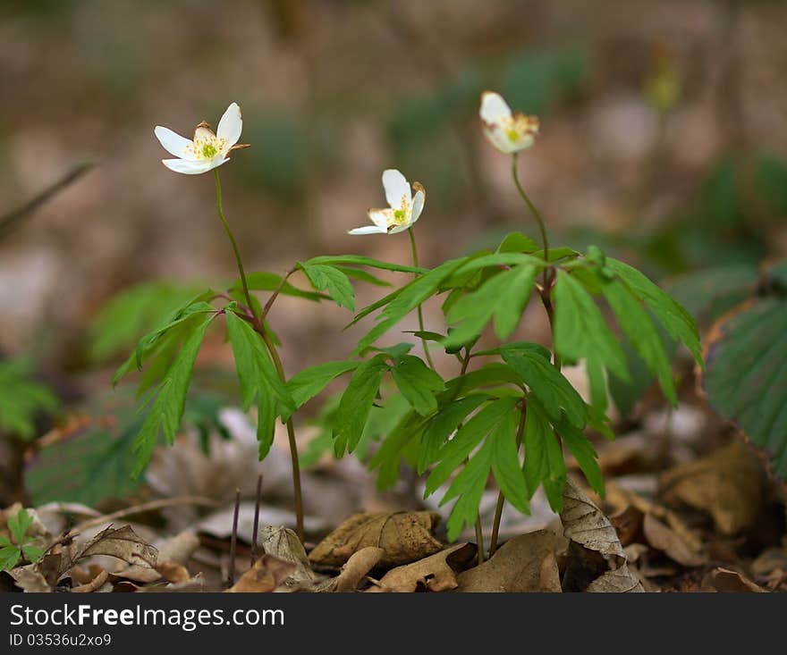 Wood anemone (Anemone nemorosa) is an early-spring flowering plant in the genus Anemone in the family Ranunculaceae