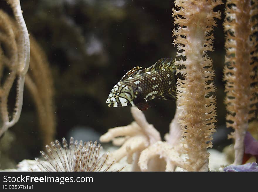 Cline (Clinitrachus argentatus) is the marine fish found in the northeastern Atlantic ocean.