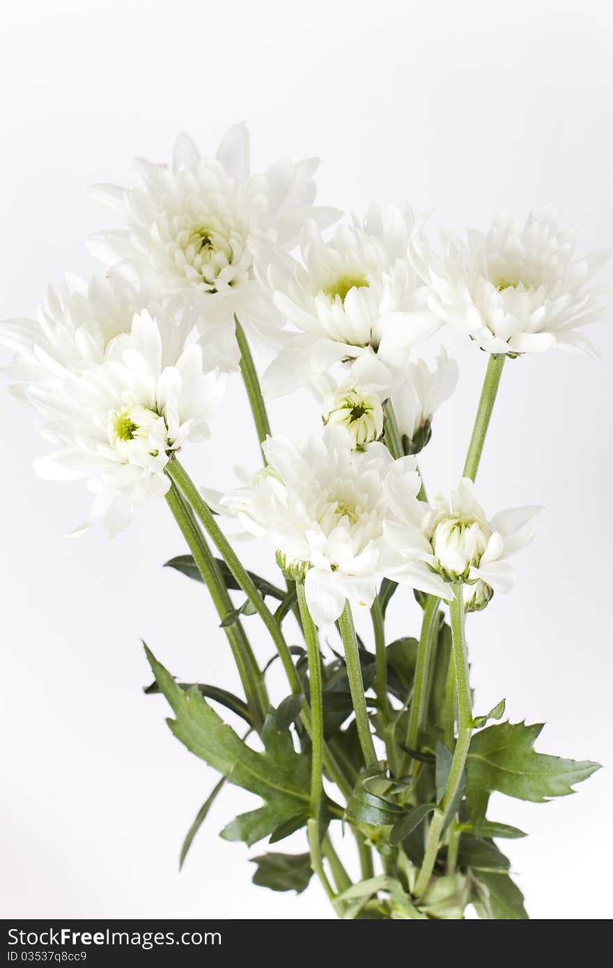 White carnations with green stems