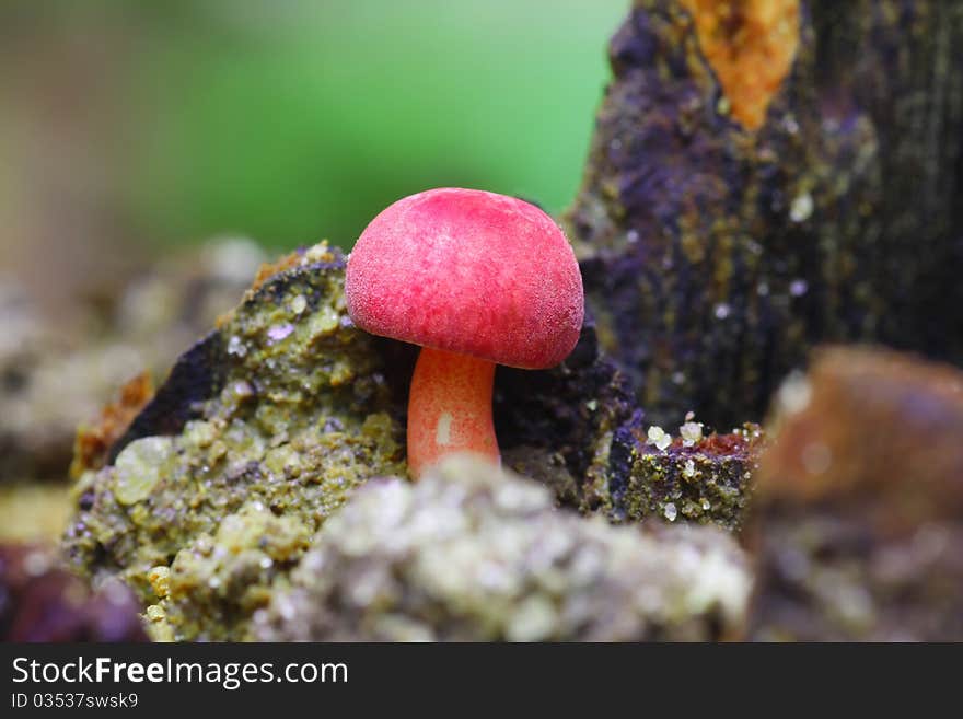 Red mushroom with blur background