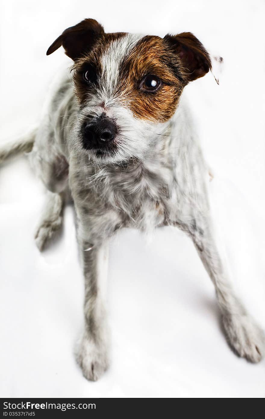 Jack russel terrier isolated on a white background, looking into view. Jack russel terrier isolated on a white background, looking into view