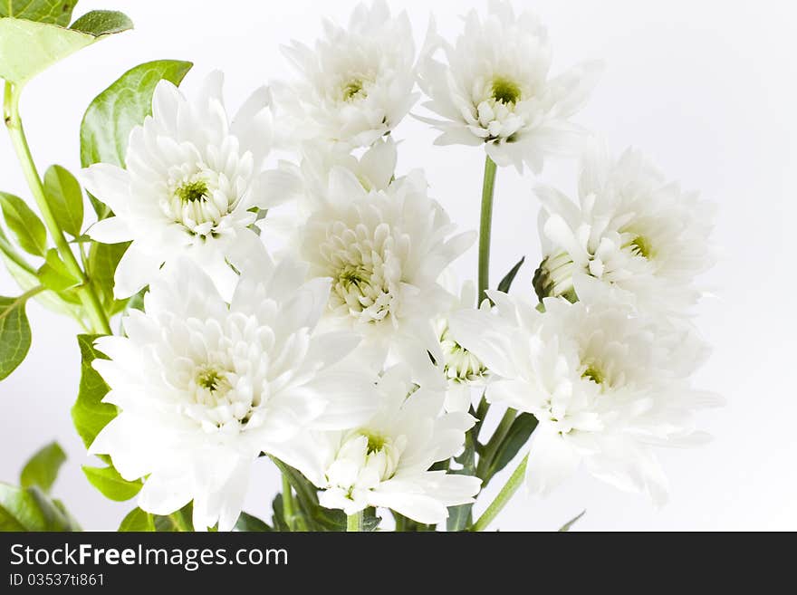 White garden carnations freshly cut