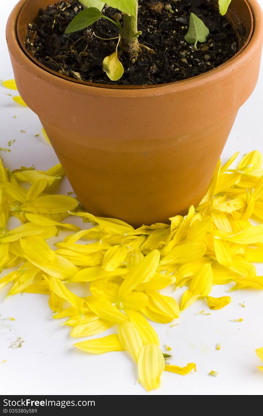 A plant in a brown pot shedding yellow flower petals around its base. A plant in a brown pot shedding yellow flower petals around its base