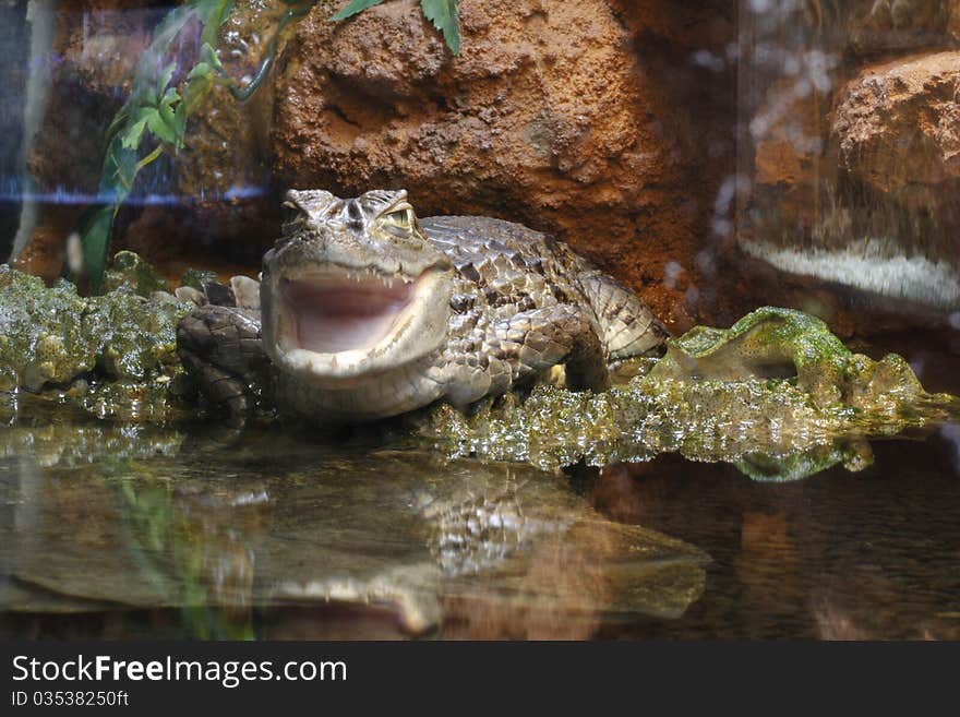 The white (spectacled) caiman with its mouth wide open. The white (spectacled) caiman with its mouth wide open.