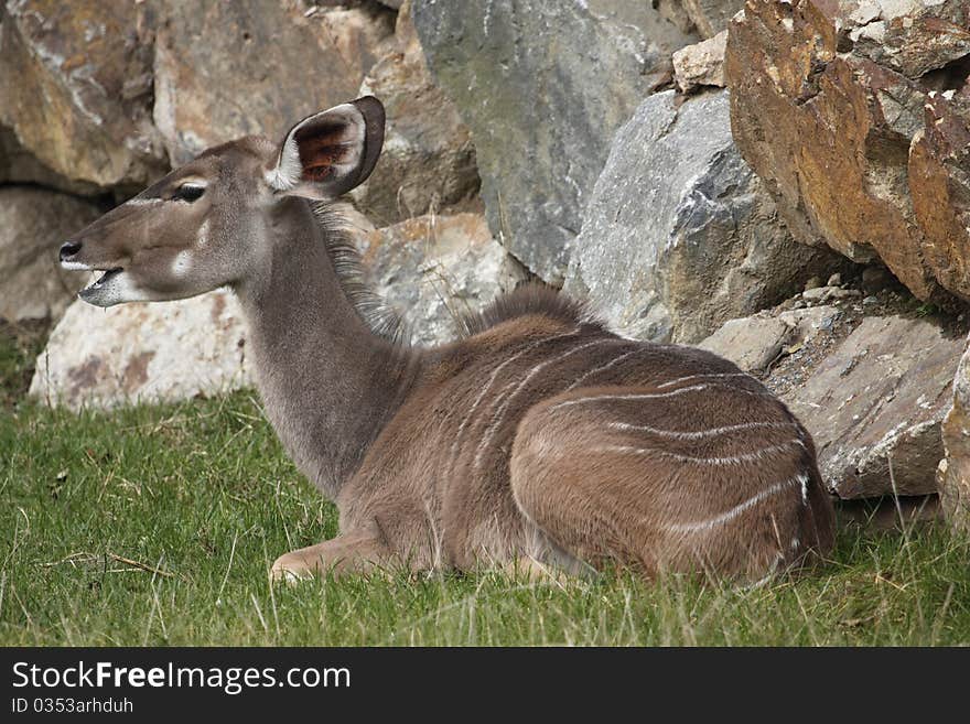 The Greater Kudu (Tragelaphus strepsiceros) is a woodland antelope found throughout eastern and southern Africa.